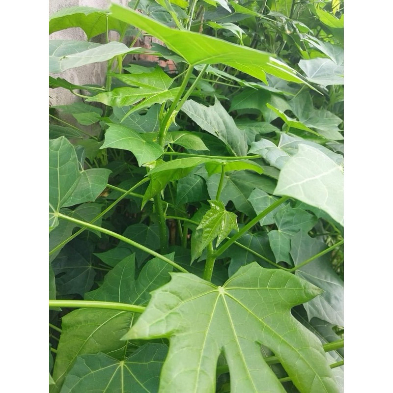 Cây rau bina chay(rau mì chính)1cành 25cm | Shopee Việt Nam