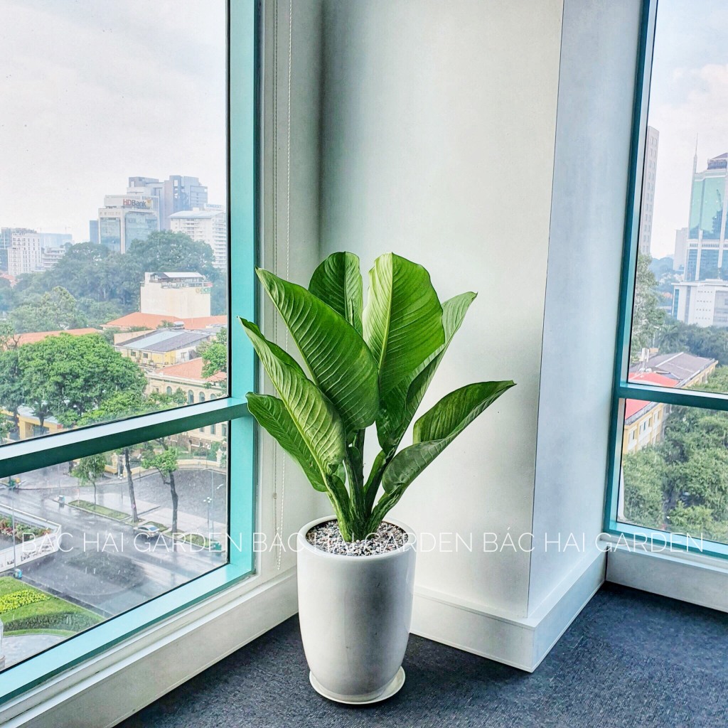 Chậu cây đại phú gia lớn kèm chậu men sứ cao cấp hoặc xi măng - Cây nội ngoại thất- Cây xanh trang trí văn phòng,nhà phố