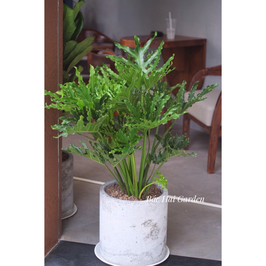 Chậu cây thanh xuân kèm chậu xi măng trắng/xám/đen cao cấp- Cây nội ngoại thất trang trí nhà ở, văn phòng