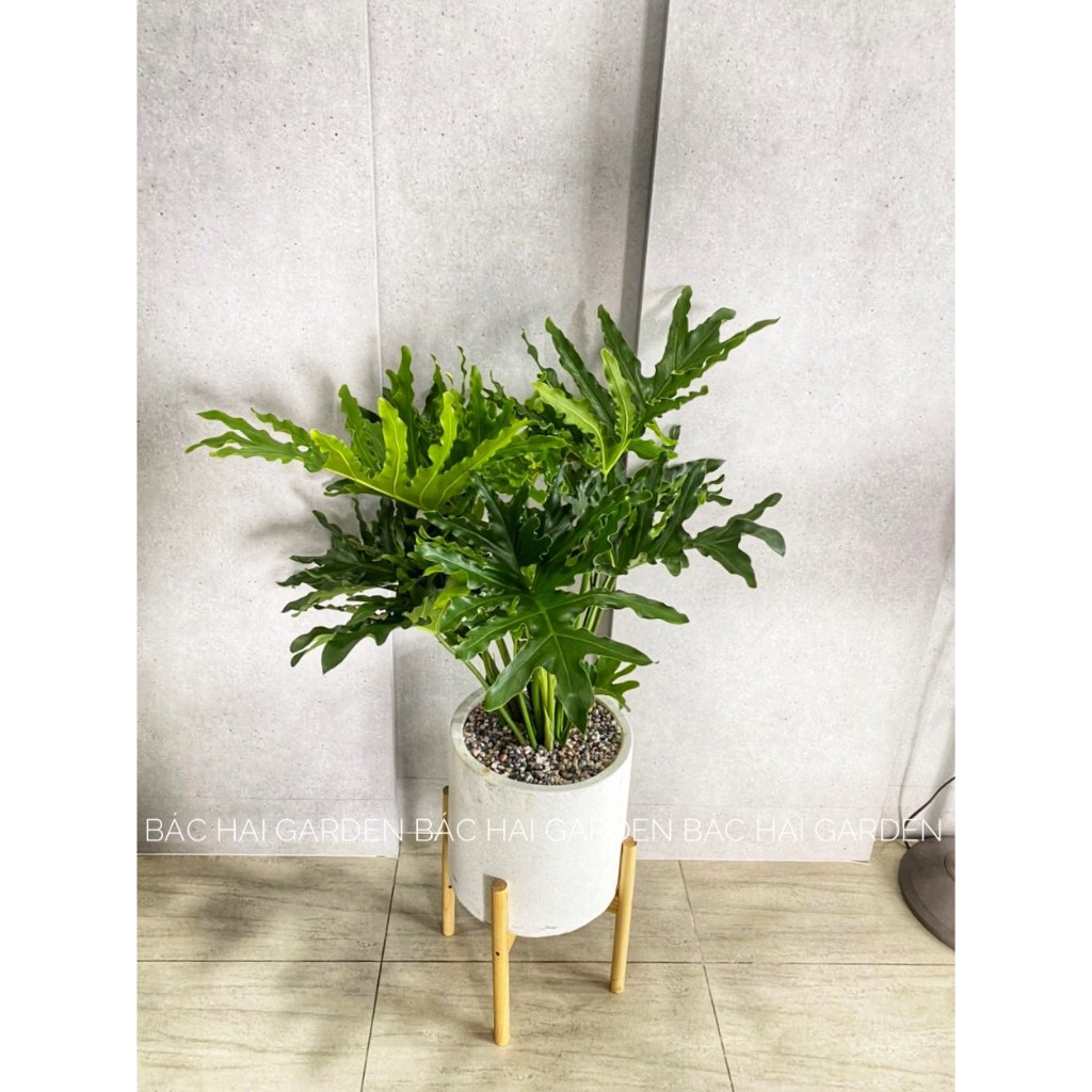 Chậu cây thanh xuân kèm chậu xi măng trắng/xám/đen cao cấp- Cây nội ngoại thất trang trí nhà ở, văn phòng