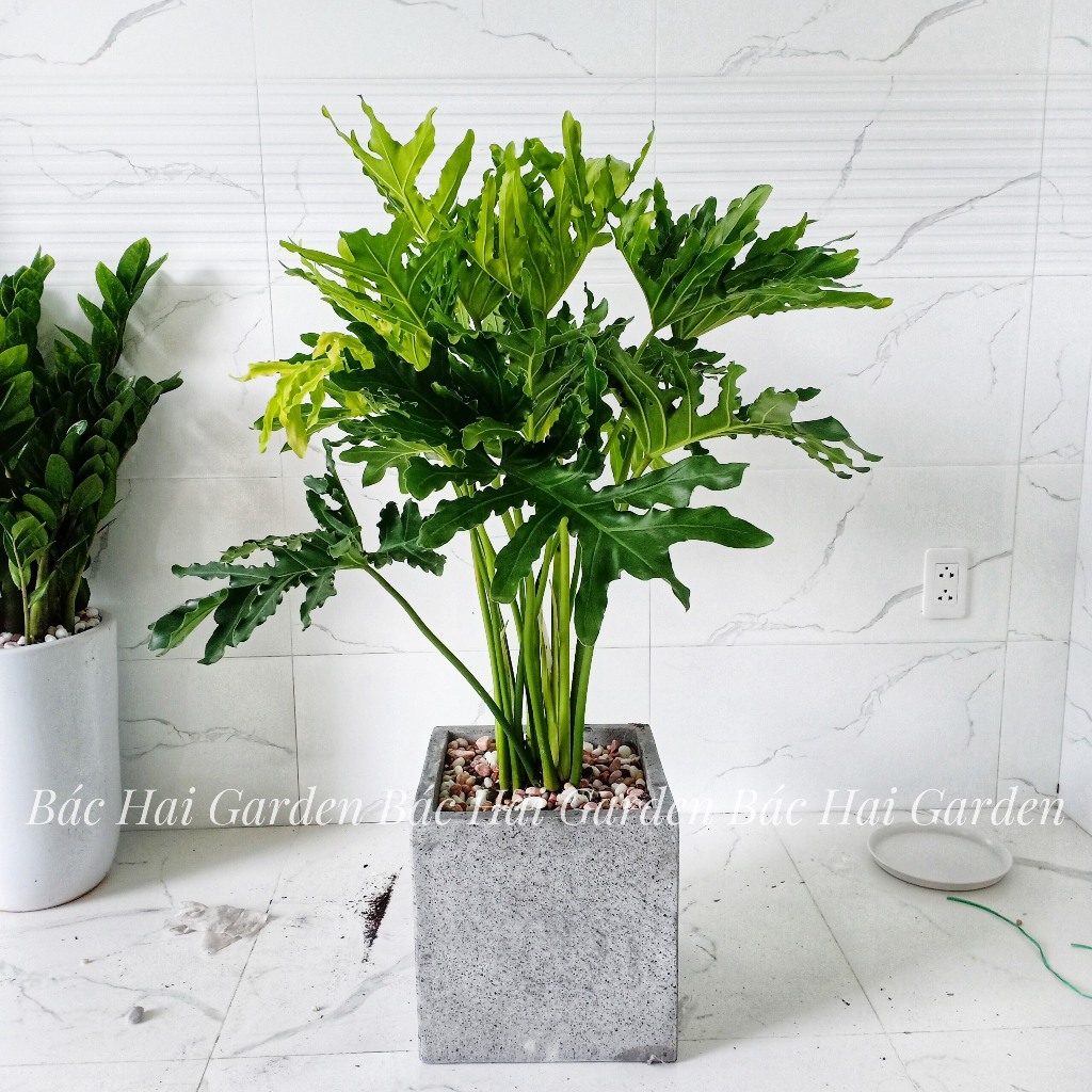 Chậu cây thanh xuân kèm chậu xi măng trắng/xám/đen cao cấp- Cây nội ngoại thất trang trí nhà ở, văn phòng