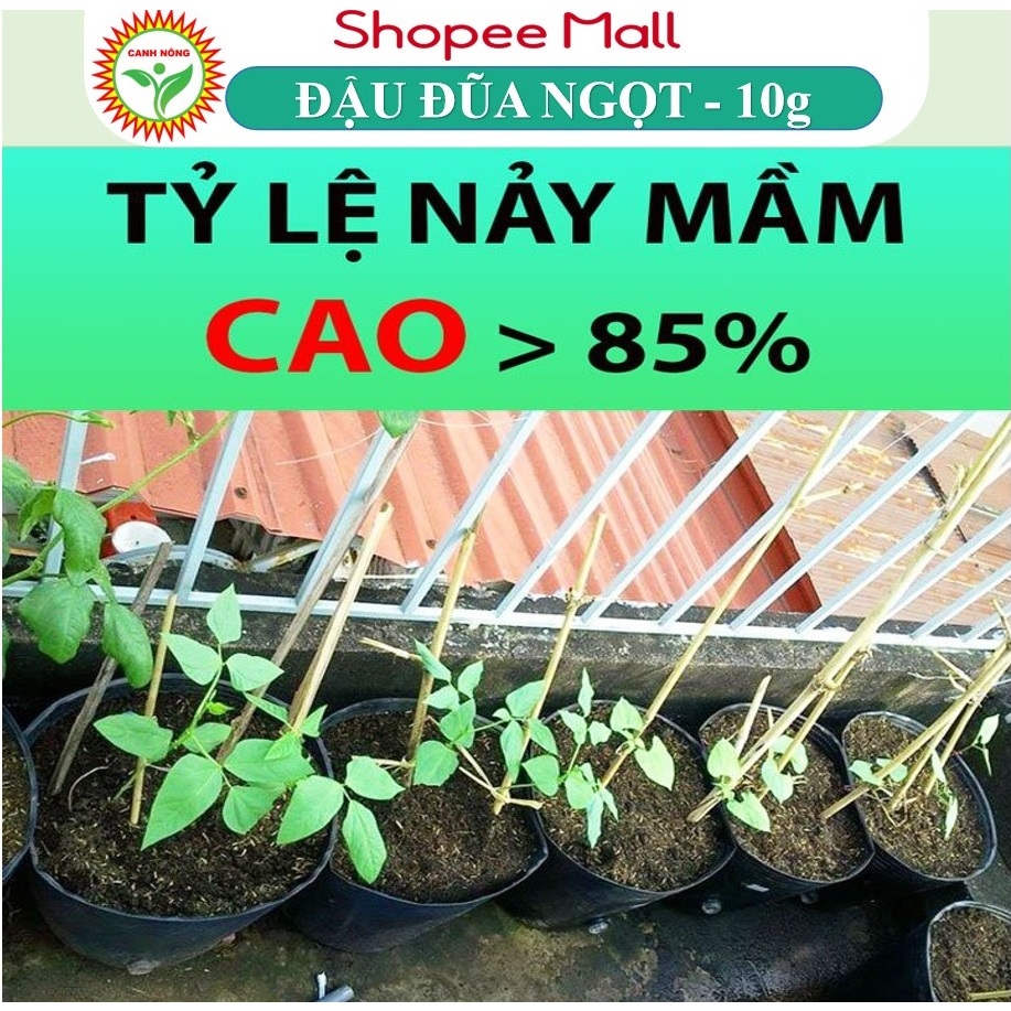 Hạt giống, cây mầm giống Đậu Đũa Ngọt Siêu Quả Hạt Đen Trồng Quanh Năm, Nảy Mầm Tốt (Gói 10gr) - Hạt giống CANH NÔNG