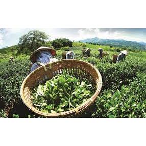 (Chính Gốc Thái Nguyên) Trà Xanh Loại Ngon Đặc Biệt Tân Cương Thái Nguyên Hảo Hạng Loại Ngon Chuẩn Vị (Loại Đặc Biệt)