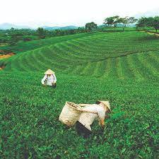 (Chính Gốc Thái Nguyên) Trà Xanh Loại Ngon Đặc Biệt Tân Cương Thái Nguyên Hảo Hạng Loại Ngon Chuẩn Vị (Loại Đặc Biệt)