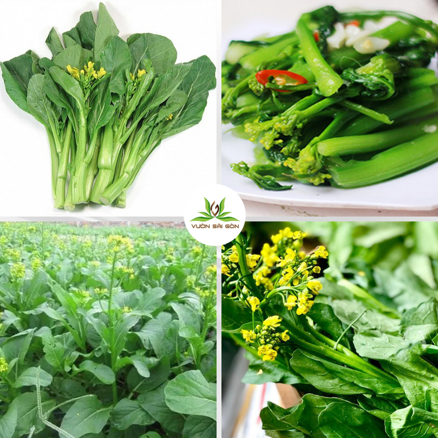 Hạt giống cải ngồng (cải ngọt bông) Phú Nông 4
