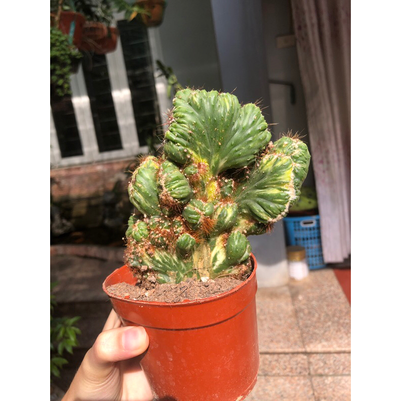 Xương rồng vân sơn var, lem | Shopee Việt Nam