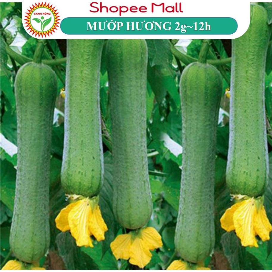 Hạt Giống Mướp Hương Siêu Trái, Thơm, Ngon, Ngọt, Cứng Trái Trồng Quanh Năm - Hạt Giống CANH NÔNG