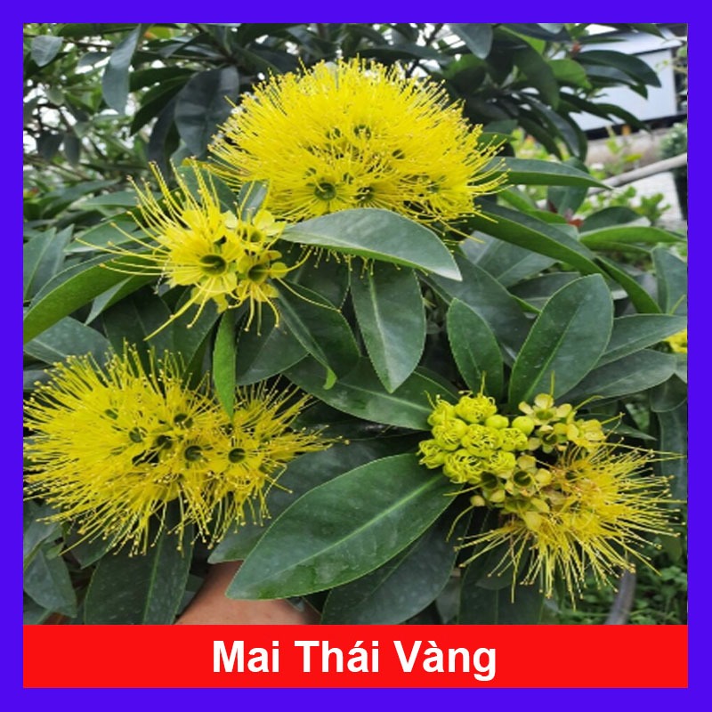 Cây Mai Thái Vàng cây cao khoảng 20-30cm là cây thân gỗ phù hợp trồng sân vườn biệt thự