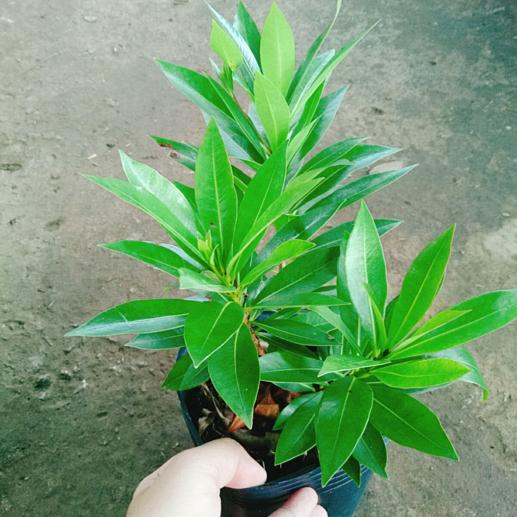 Cây Mai Thái Vàng cây cao khoảng 20-30cm là cây thân gỗ phù hợp trồng sân vườn biệt thự
