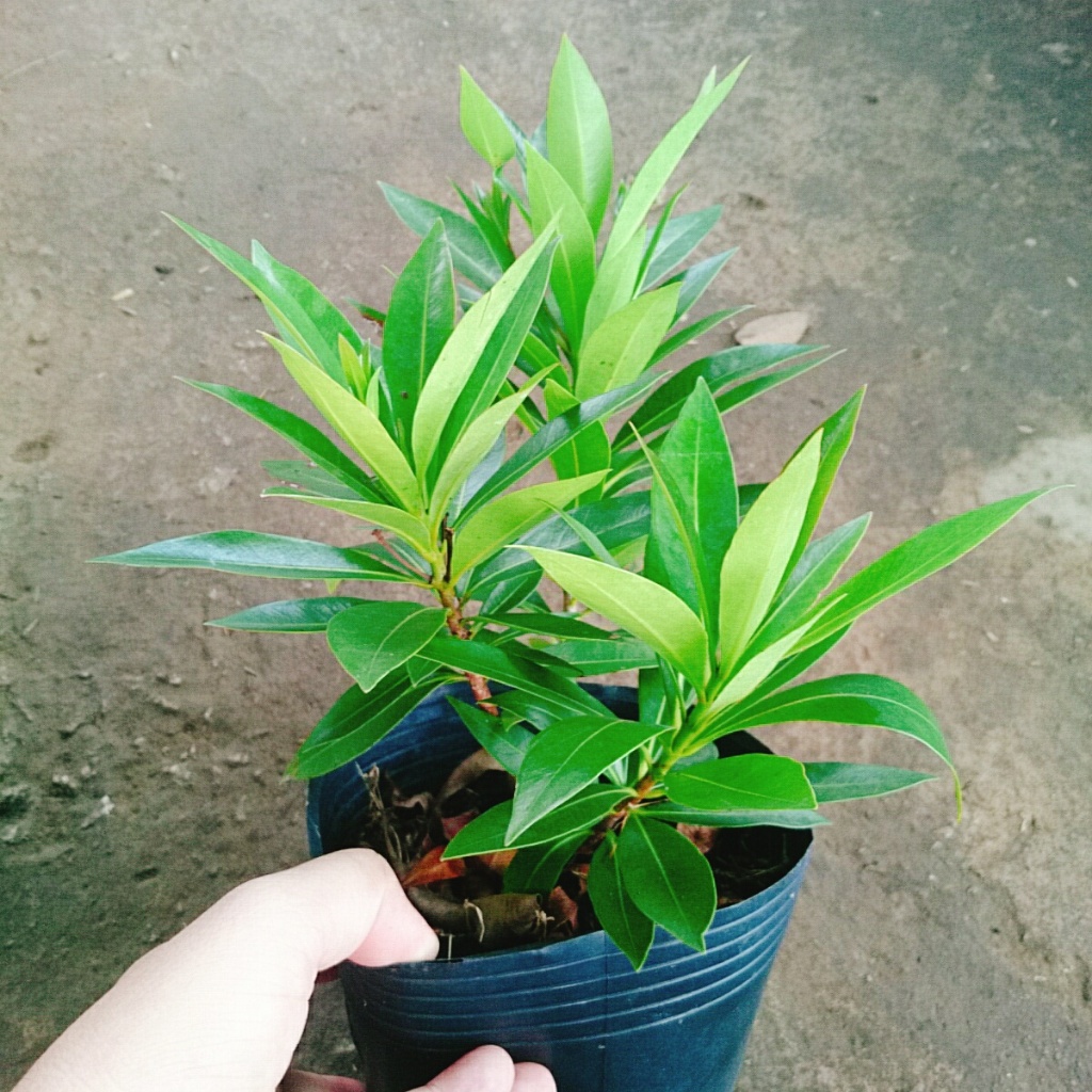 Cây Mai Thái Vàng cây cao khoảng 20-30cm là cây thân gỗ phù hợp trồng sân vườn biệt thự