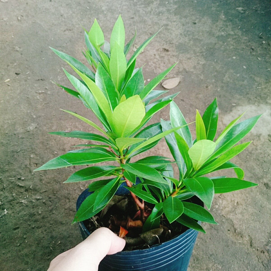 Cây Mai Thái Vàng cây cao khoảng 20-30cm là cây thân gỗ phù hợp trồng sân vườn biệt thự