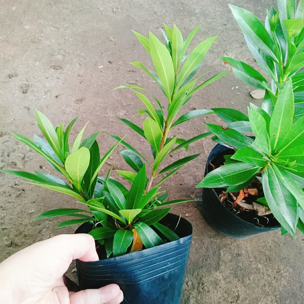 Cây Mai Thái Vàng cây cao khoảng 20-30cm là cây thân gỗ phù hợp trồng sân vườn biệt thự