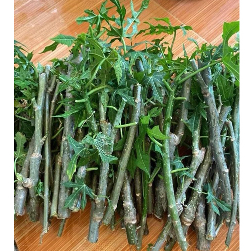 Hạt Giống Cây Rau Chân Vịt, Mỳ Chính Pina Chaya (Rau Chân Vịt Nhật Bản - Rau Thảo Dược) - Hạt Giống CANH NÔNG