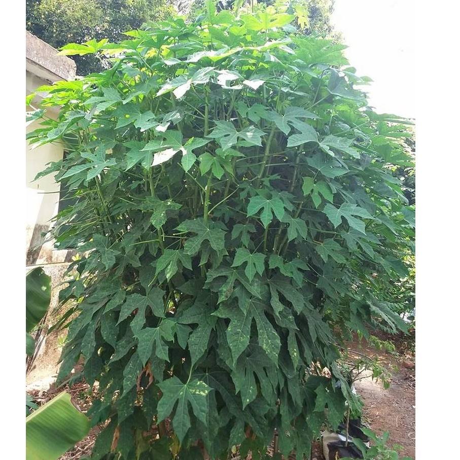 Hạt Giống Cây Rau Chân Vịt, Mỳ Chính Pina Chaya (Rau Chân Vịt Nhật Bản - Rau Thảo Dược) - Hạt Giống CANH NÔNG