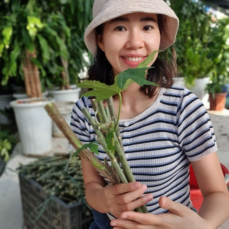 Hạt Giống Cây Rau Chân Vịt, Mỳ Chính Pina Chaya (Rau Chân Vịt Nhật Bản - Rau Thảo Dược) - Hạt Giống CANH NÔNG