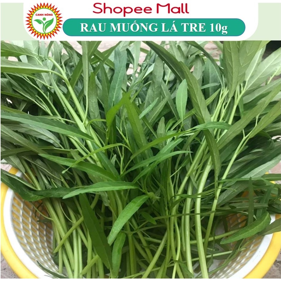 Hạt giống Rau Muống Lá Tre dễ trồng, năng suất cao (gói 10 gr) - Hạt giống CANH NÔNG