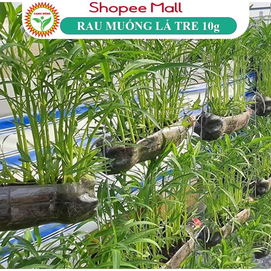 Hạt giống Rau Muống Lá Tre dễ trồng, năng suất cao (gói 10 gr) - Hạt giống CANH NÔNG
