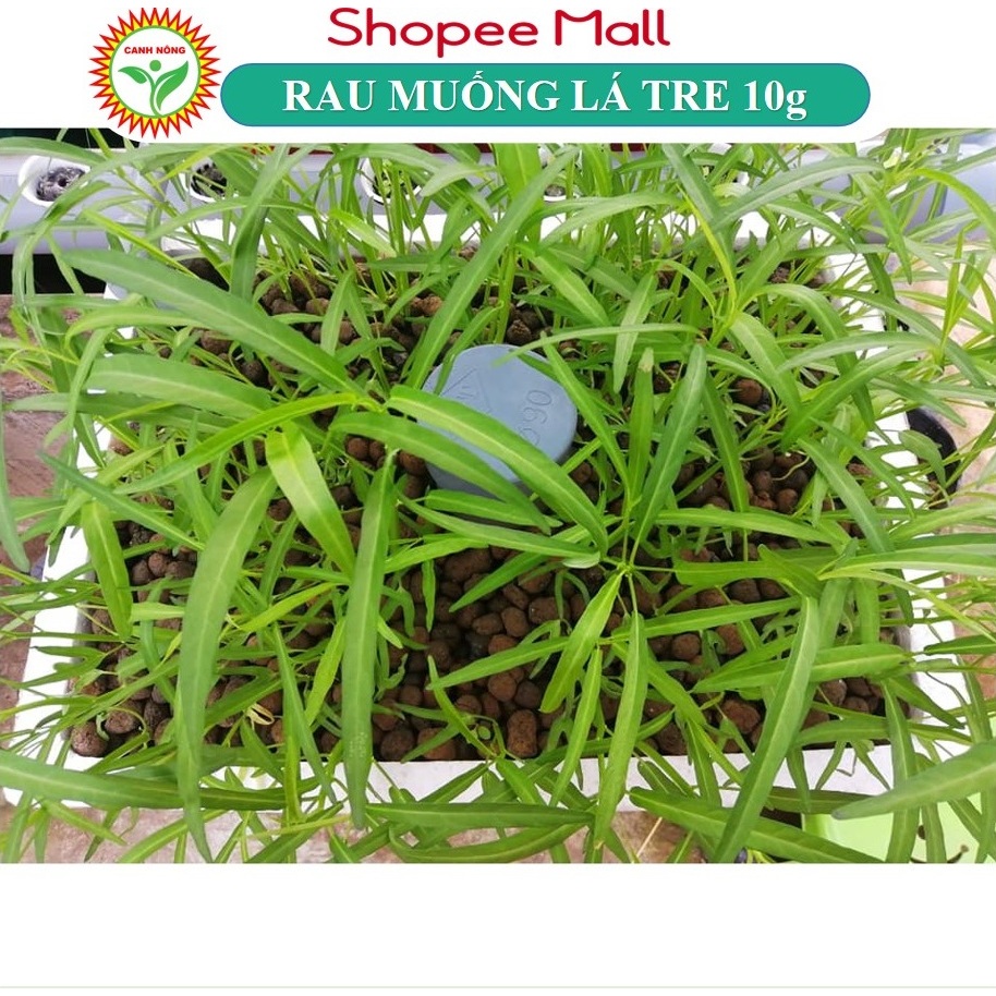 Hạt giống Rau Muống Lá Tre dễ trồng, năng suất cao (gói 10 gr) - Hạt giống CANH NÔNG