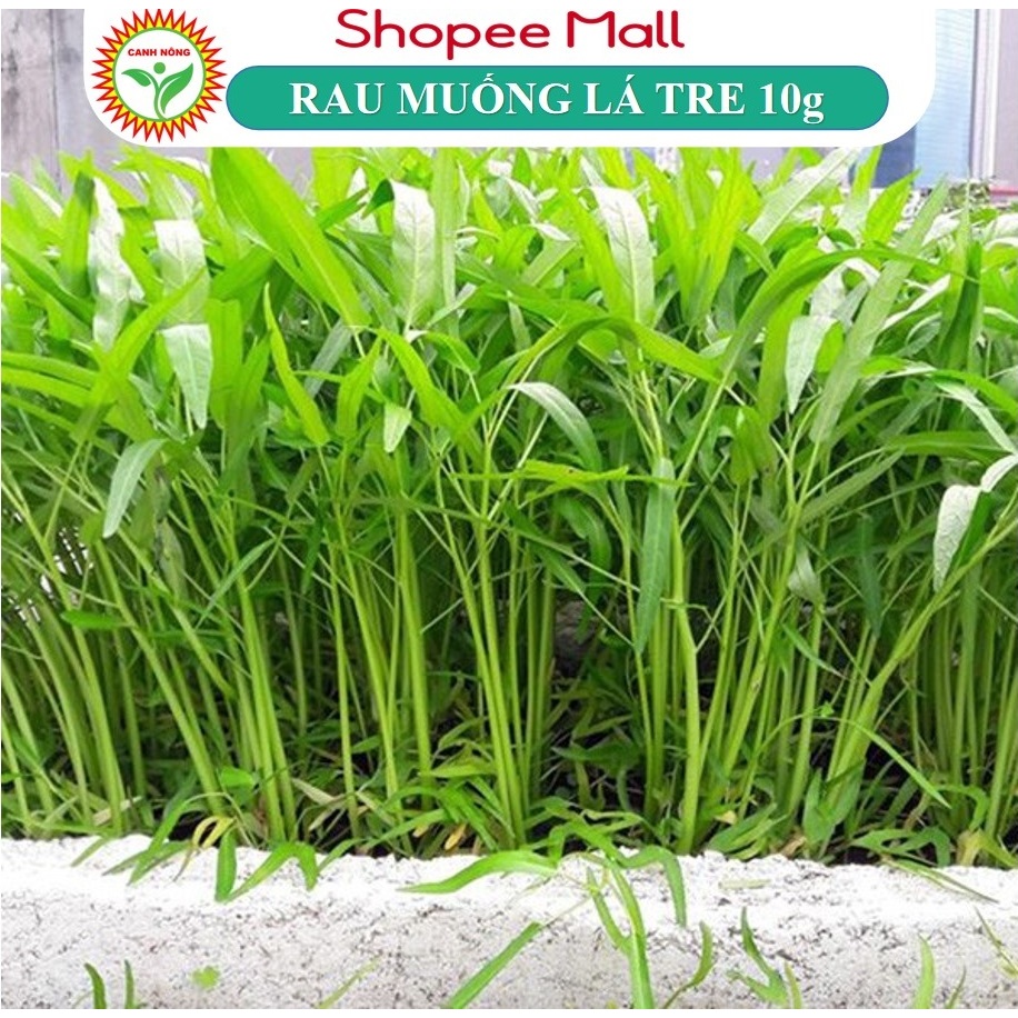 Hạt giống Rau Muống Lá Tre dễ trồng, năng suất cao (gói 10 gr) - Hạt giống CANH NÔNG