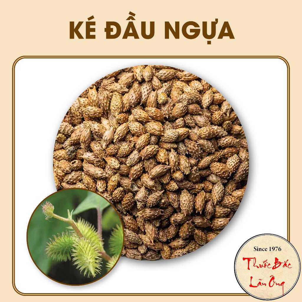 Ké đầu ngựa 100g, thương nhĩ tử khô, sạch, không gai, không lẫn tạp ...
