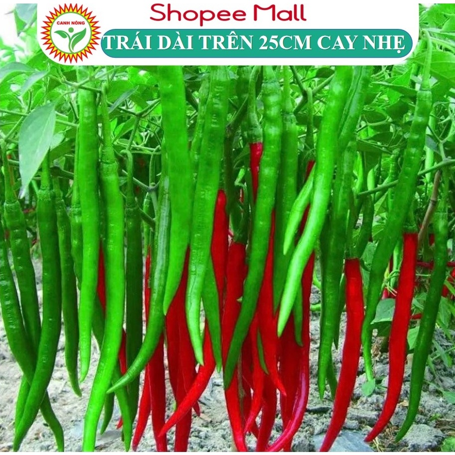 Hạt Giống Ớt Dài Hàn Quốc Trái Dài Trên 25cm, cay vừa, Trái Đẹp Chịu Nhiệt Tốt (Gói 0,1g) - Hạt giống CANH NÔNG