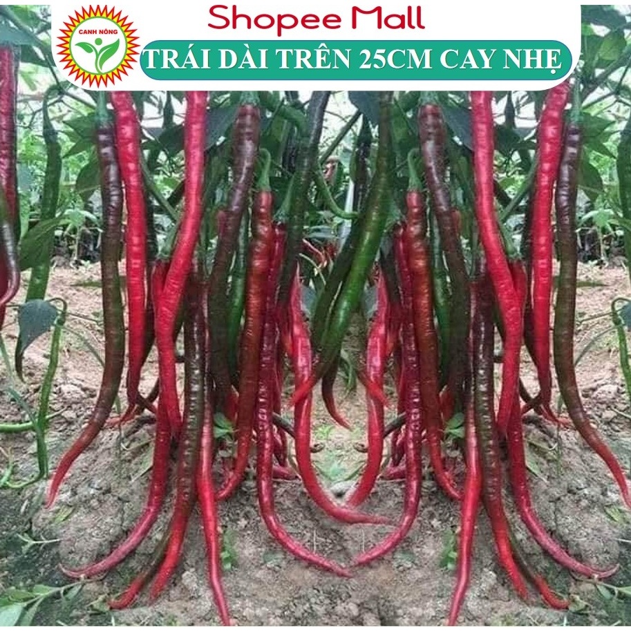 Hạt Giống Ớt Dài Hàn Quốc Trái Dài Trên 25cm, cay vừa, Trái Đẹp Chịu Nhiệt Tốt (Gói 0,1g) - Hạt giống CANH NÔNG
