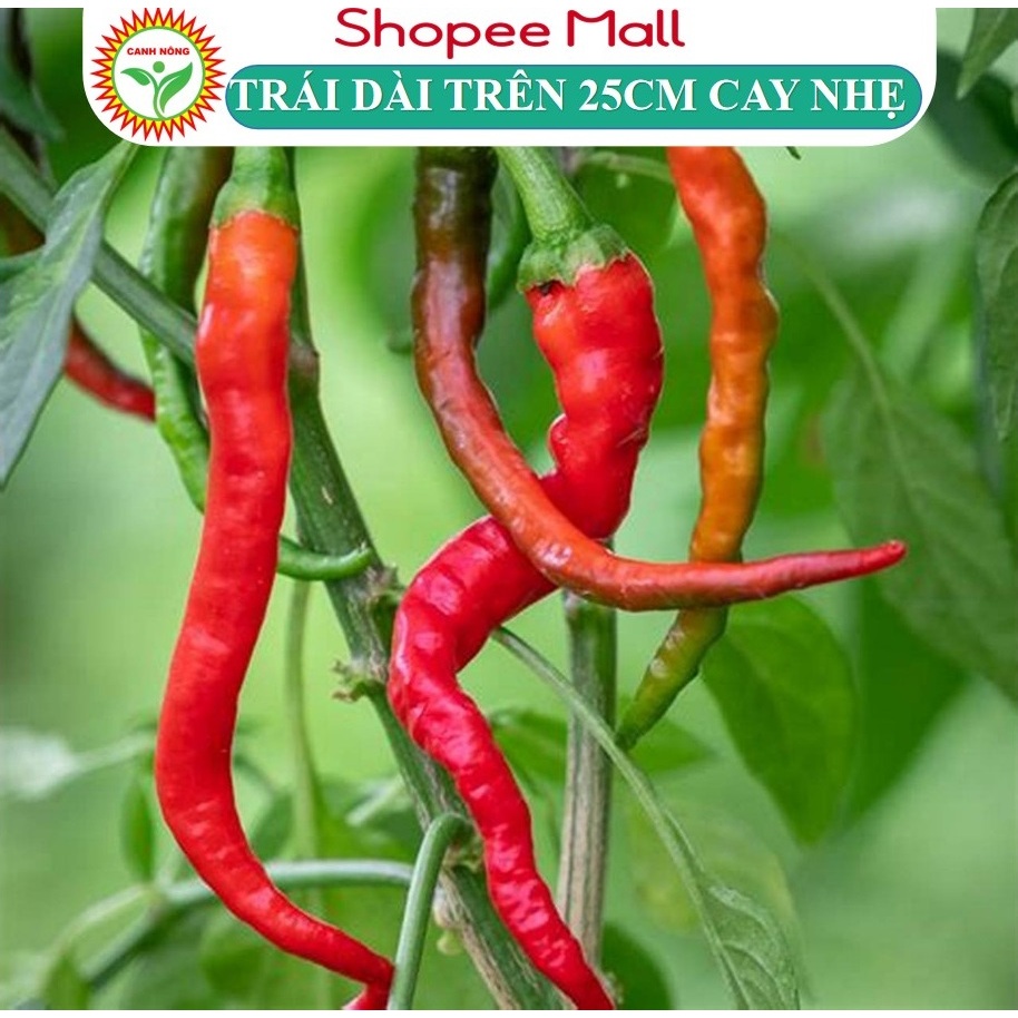 Hạt Giống Ớt Dài Hàn Quốc Trái Dài Trên 25cm, cay vừa, Trái Đẹp Chịu Nhiệt Tốt (Gói 0,1g) - Hạt giống CANH NÔNG