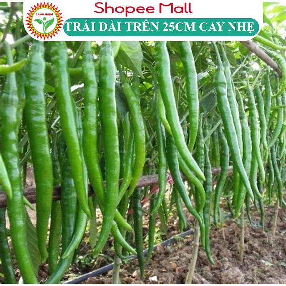Hạt Giống Ớt Dài Hàn Quốc Trái Dài Trên 25cm, cay vừa, Trái Đẹp Chịu Nhiệt Tốt (Gói 0,1g) - Hạt giống CANH NÔNG