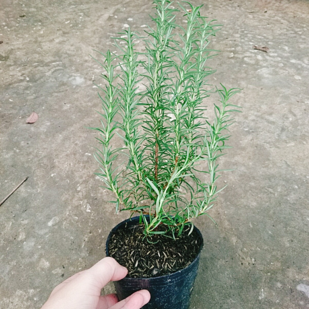 Cây hương thảo - rosemary - cây tỏa hương thơm dịu nhẹ, vừa đuổi muỗi lại giúp thư giãn