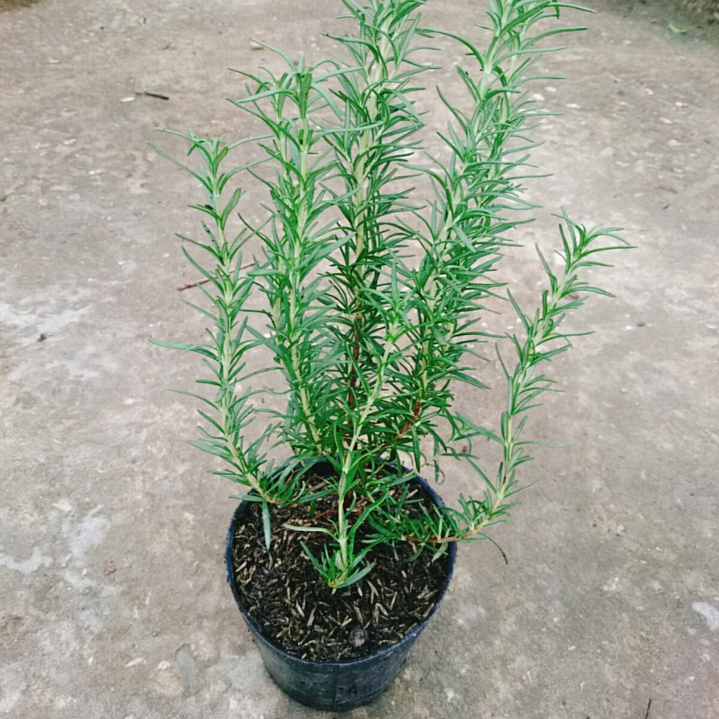 Cây hương thảo - rosemary - cây tỏa hương thơm dịu nhẹ, vừa đuổi muỗi lại giúp thư giãn