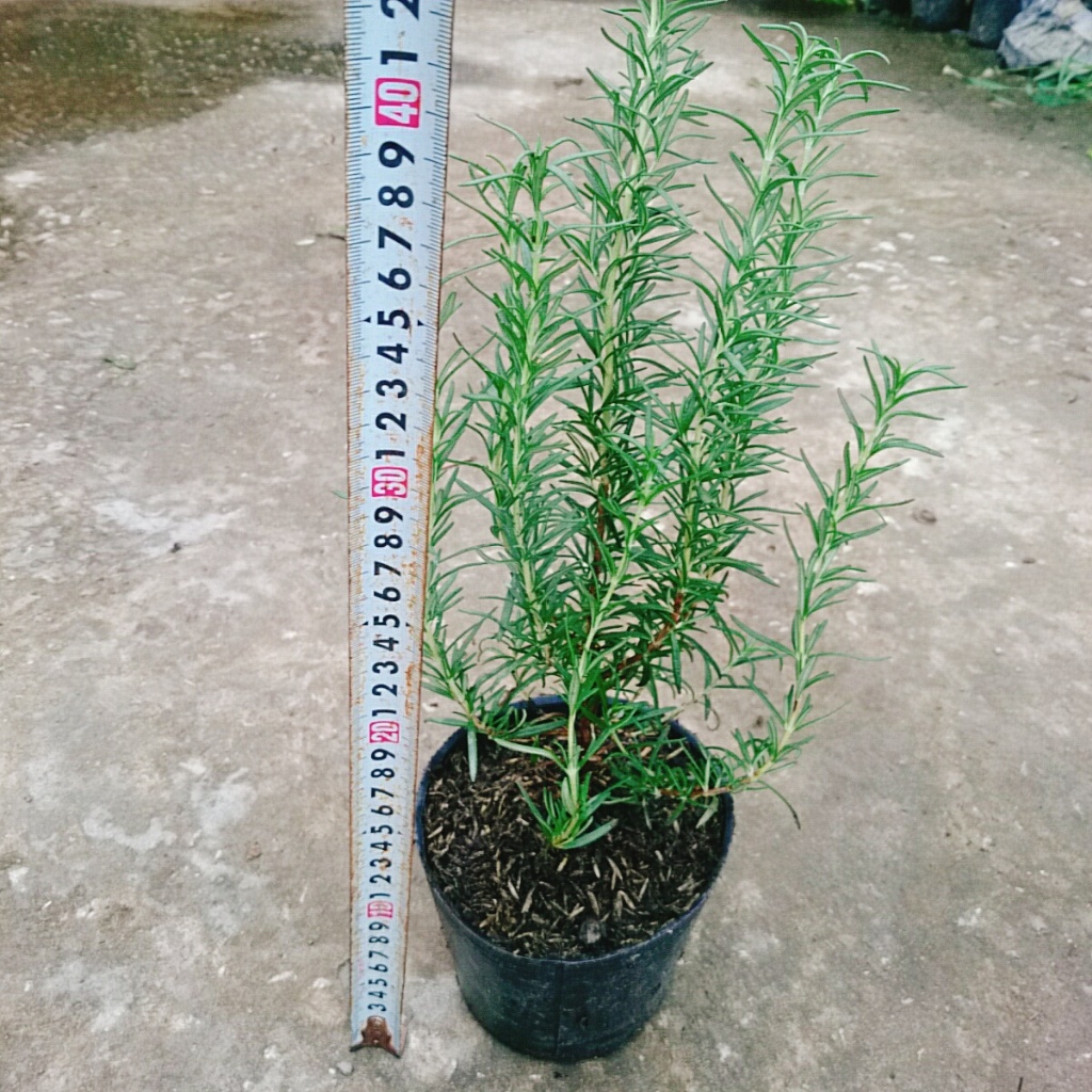Cây hương thảo - rosemary - cây tỏa hương thơm dịu nhẹ, vừa đuổi muỗi lại giúp thư giãn