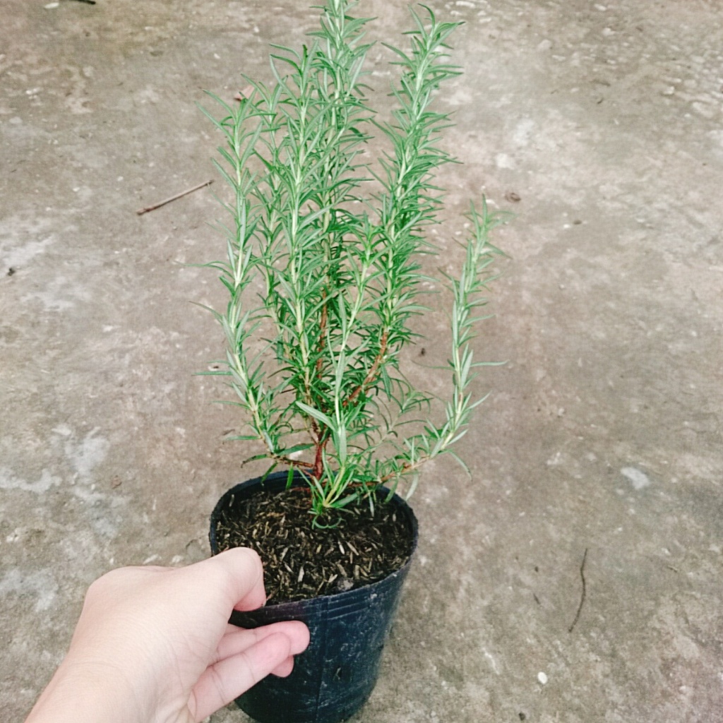 Cây hương thảo - rosemary - cây tỏa hương thơm dịu nhẹ, vừa đuổi muỗi lại giúp thư giãn