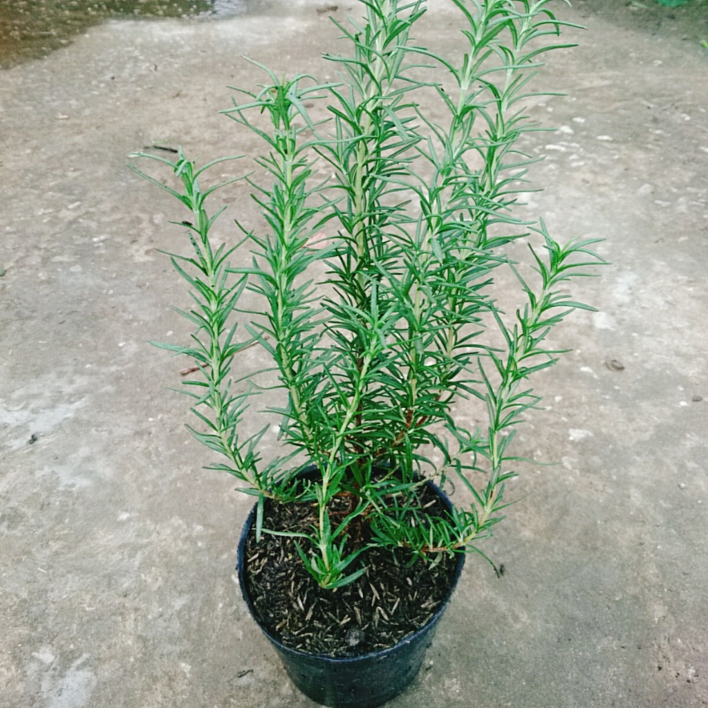 Cây hương thảo - rosemary - cây tỏa hương thơm dịu nhẹ, vừa đuổi muỗi lại giúp thư giãn