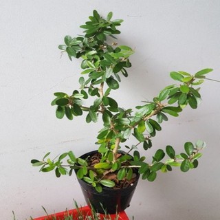 Cây linh sam màu hồng phấn, cây không kén đất, hoa quanh năm, cây cao 30-50cm