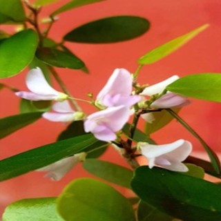 Cây linh sam màu hồng phấn, cây không kén đất, hoa quanh năm, cây cao 30-50cm