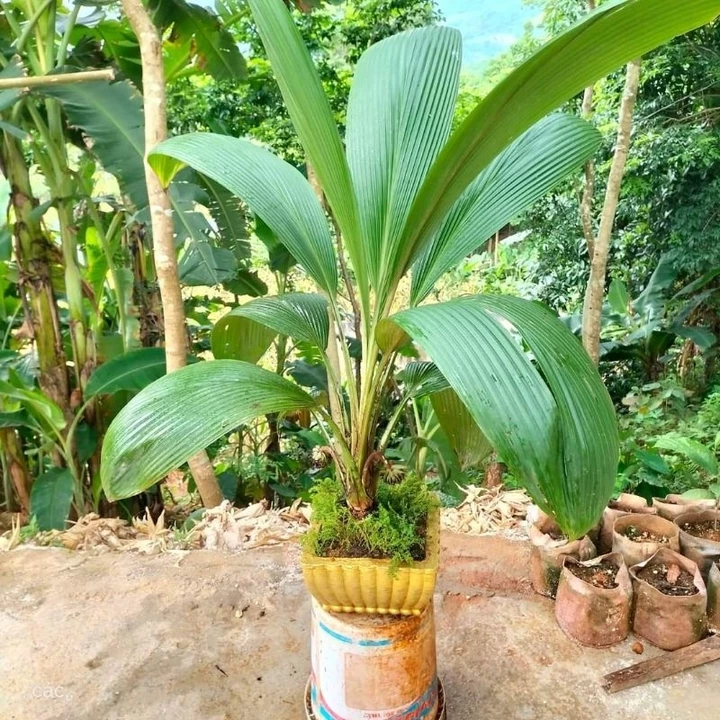 cây sâm cau lá lớn (1 bầu cây)
