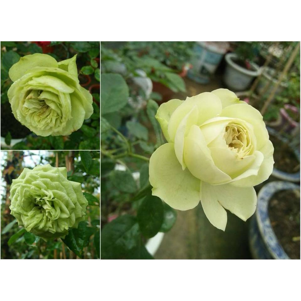 Hoa hồng Pháp lovely green rose bụi xanh cốm tuyệt phẩm-Hoangoaimelinh ...