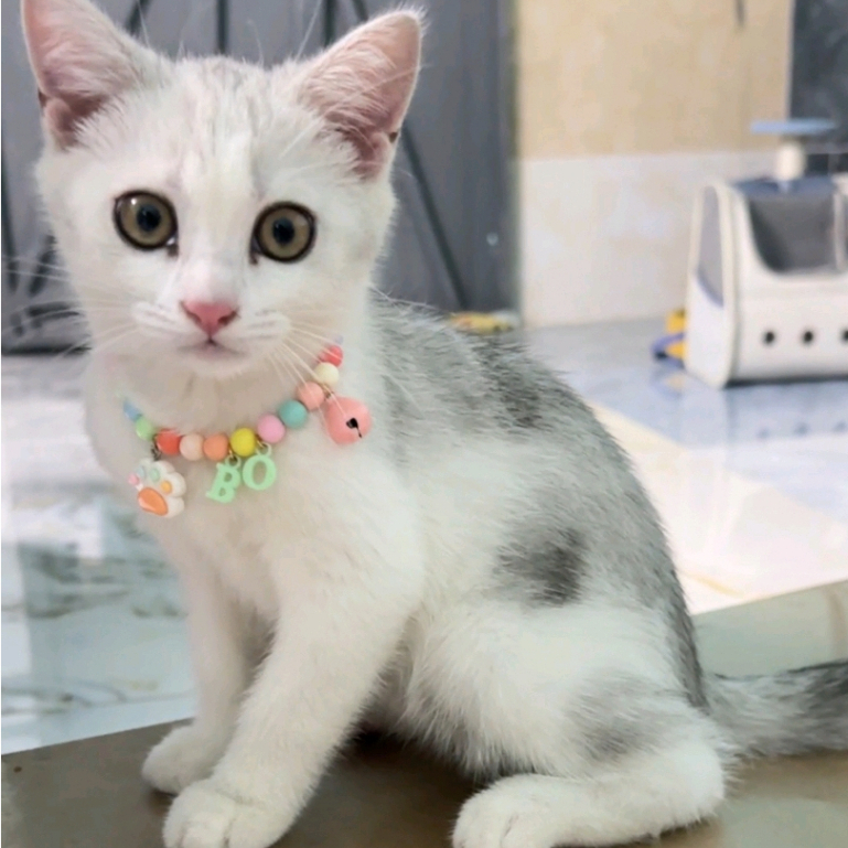 Vòng Cổ Dây Trơn Kèm Chữ Cho Cún Mèo Theo Yêu Cầu [ Ib Sốp ]