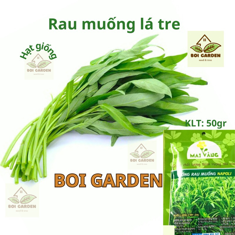 Hạt giống Rau muống lá tre (157) | Shopee Việt Nam