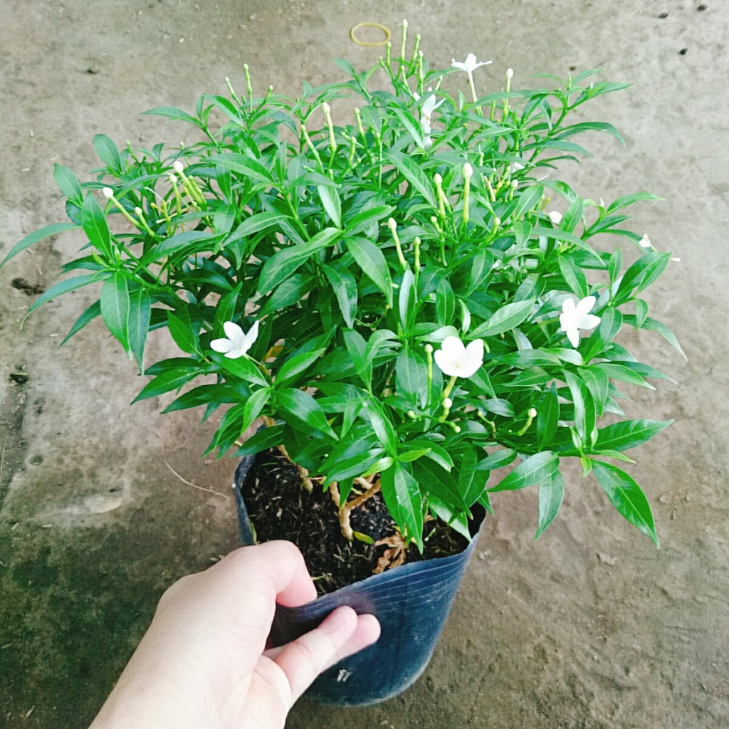 Mai Vạn Phúc - Cây cảnh sân vườn