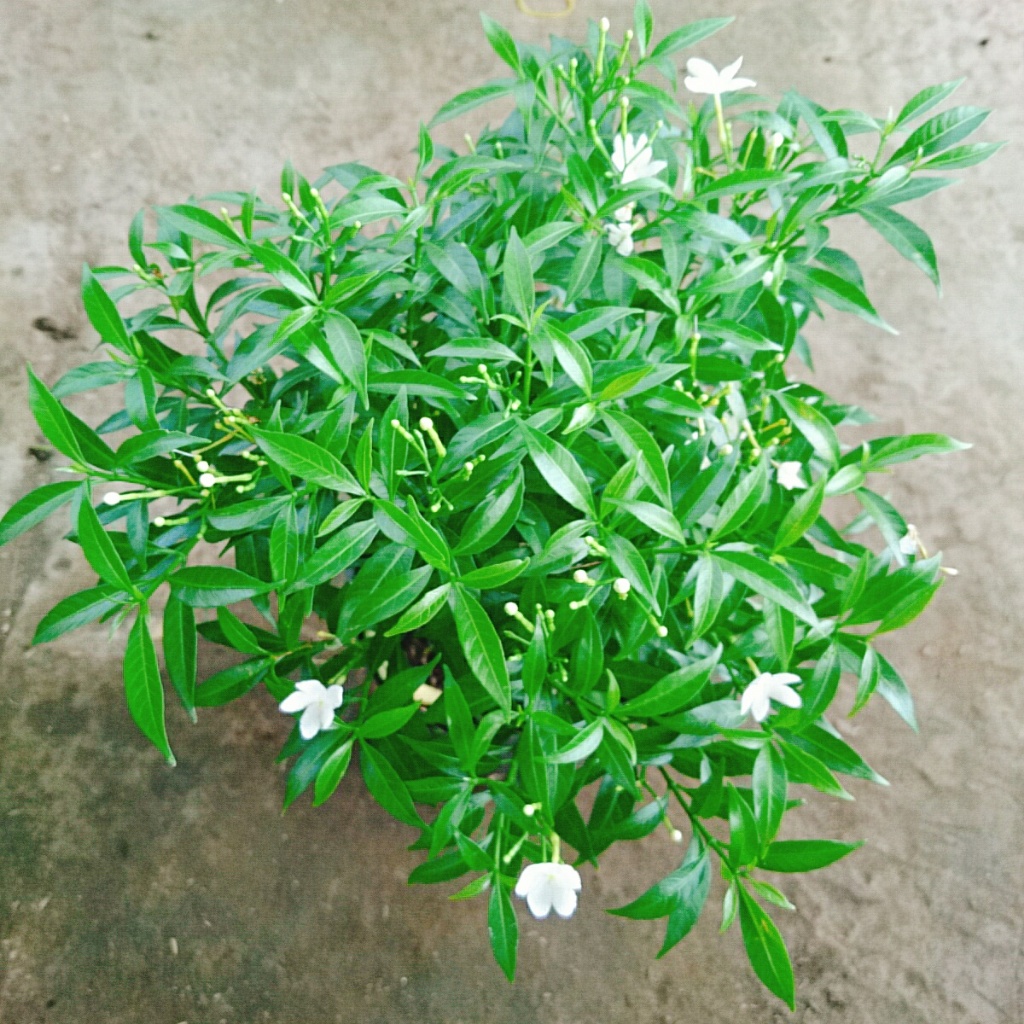 Mai Vạn Phúc - Cây cảnh sân vườn