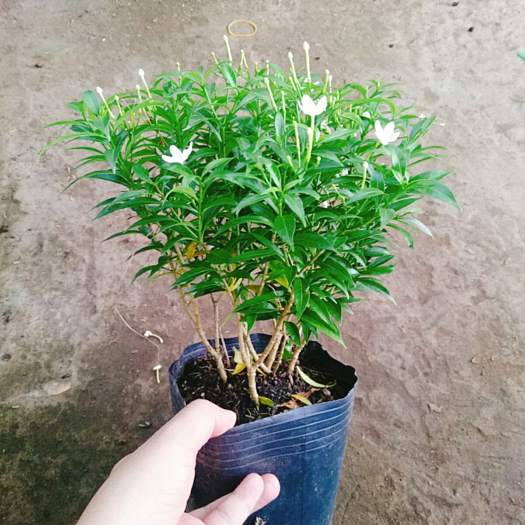 Mai Vạn Phúc - Cây cảnh sân vườn