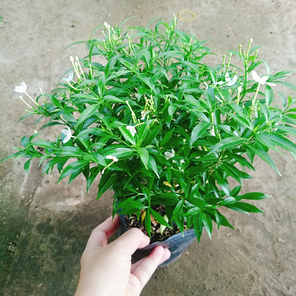 Mai Vạn Phúc - Cây cảnh sân vườn