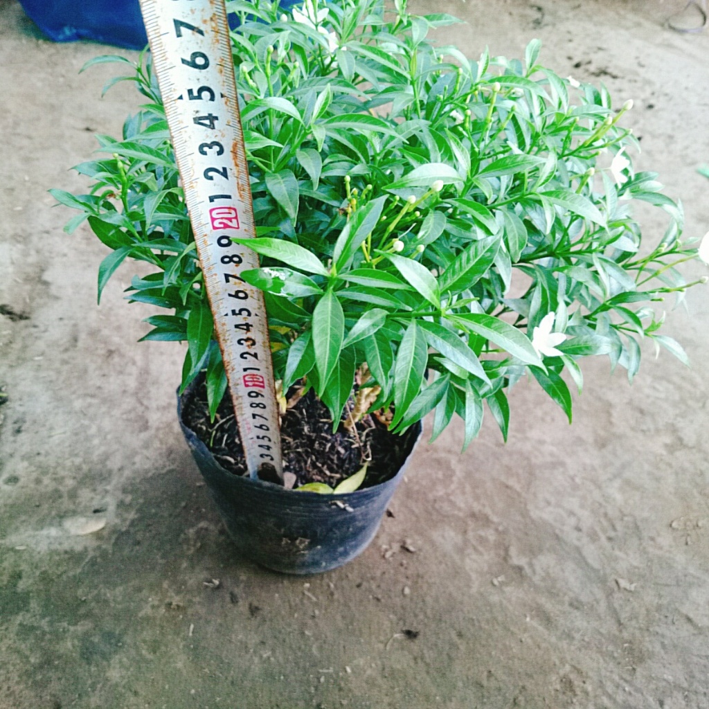 Mai Vạn Phúc - Cây cảnh sân vườn