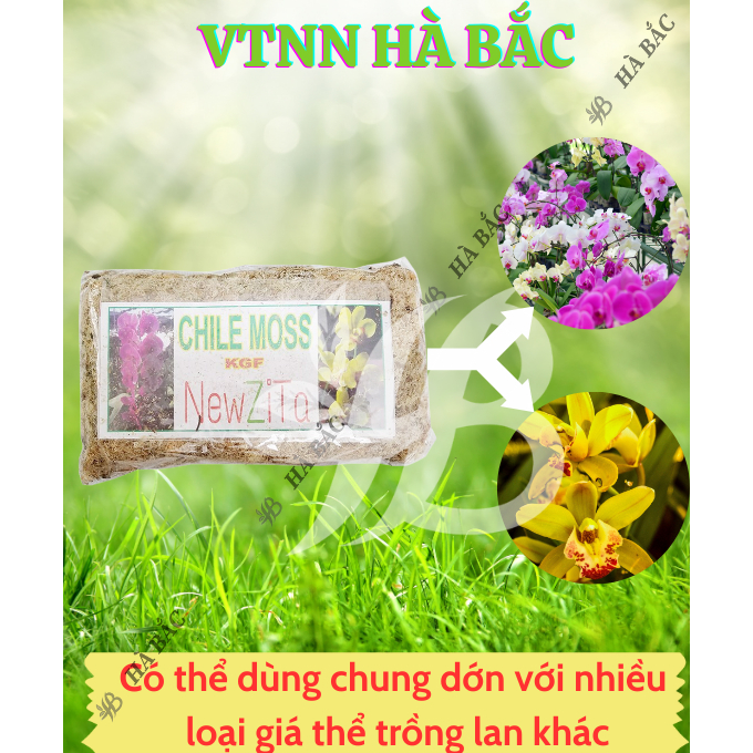 Dến Chile Moss Hiệu NewZita - Giá Thể Trồng Lan - Chuyên dùng cho lan, Giúp giữ nước, Kháng khuẩn, Cung cấp oxy cho cây