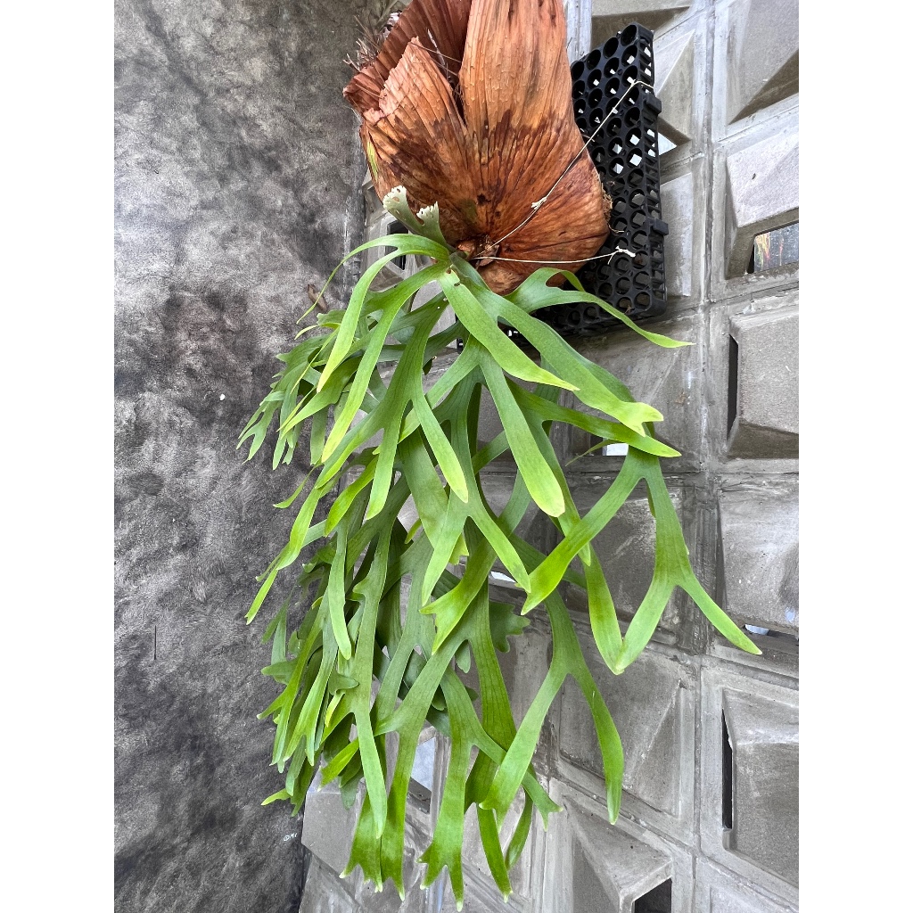 Cây ổ rồng, cây tổ rồng, ổ rồng Platycerium Coronarium, cây kiểng lá ...
