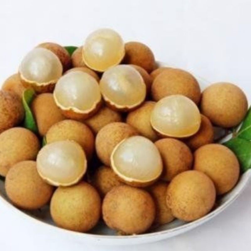 Cây nhãn xuồng cơm vàng hạt lép - cây ăn quả