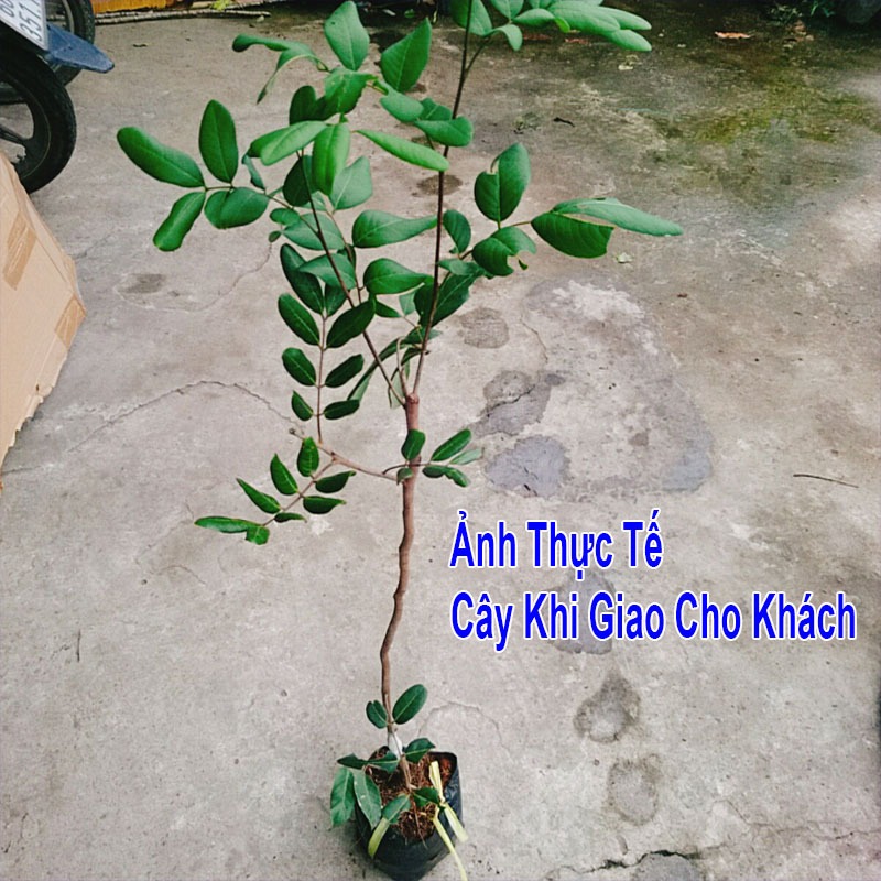 Cây nhãn xuồng cơm vàng hạt lép - cây ăn quả