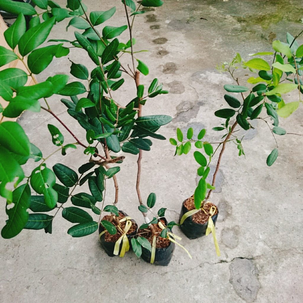 Cây nhãn xuồng cơm vàng hạt lép - cây ăn quả
