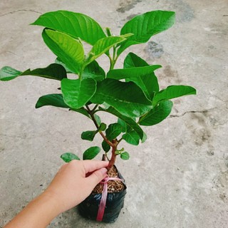 Cây ổi lê đài loan quả to ăn giòn ngọt - cây ăn quả trồng chậu sai trái